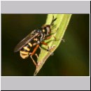 Conops quadrifasciatus - Dickkopffliege 13.jpg